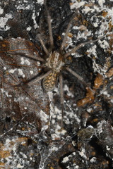 Eratigena