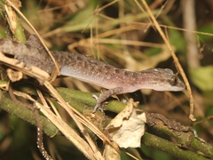 Cyrtodactylus marmoratus