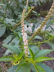 Phytolacca heterotepala