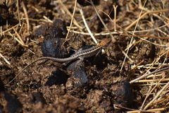 Stenocercus ornatissimus