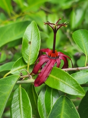 Passiflora cupraea