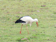 Ciconia ciconia