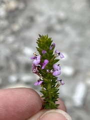 Muraltia satureioides
