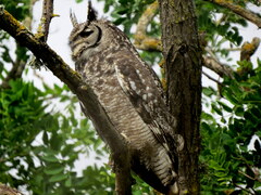 Bubo africanus africanus