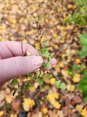 Oxalis stricta