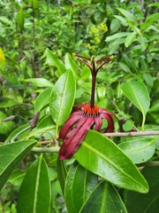 Passiflora cupraea