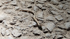 Ablepharus deserti