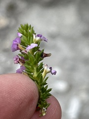 Muraltia satureioides