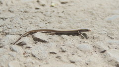 Ablepharus deserti