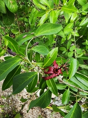 Passiflora cupraea