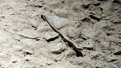 Ablepharus deserti