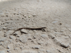 Ablepharus deserti