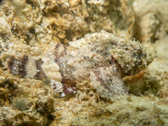 Scorpaena porcus