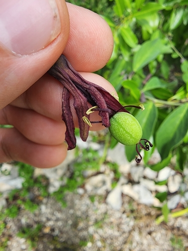 Image of Passiflora cupraea by (c) Étienne Léveillé-Bourret, some rights reserved (CC BY)