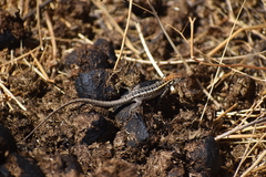 Stenocercus ornatissimus