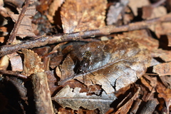 Muscidae