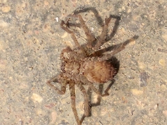 Heteropoda jugulans