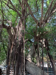 Ficus microcarpa microcarpa