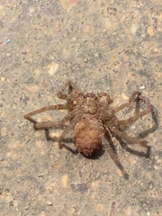 Heteropoda jugulans