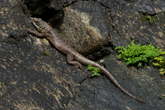 Tropidurus