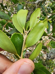 Jacquinia keyensis
