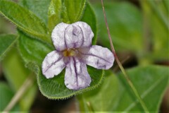 Ruellia cordata