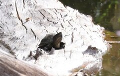 Kinosternon hirtipes murrayi