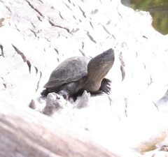 Kinosternon hirtipes murrayi