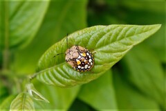 Chinavia pallidoconspersa