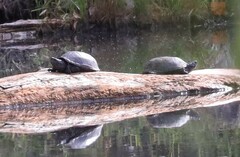 Kinosternon hirtipes murrayi