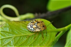 Chinavia pallidoconspersa