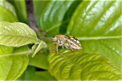 Chinavia pallidoconspersa