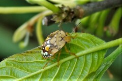 Chinavia pallidoconspersa