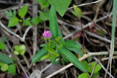 Polygala serpentaria