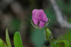 Polygala serpentaria
