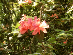Rhododendron oldhamii