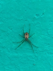 Cyrtophora cicatrosa