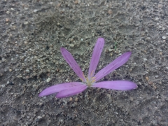 Colchicum filifolium