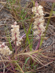 Lachenalia contaminata