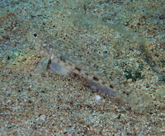 Gobius geniporus