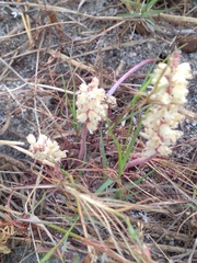 Lachenalia contaminata