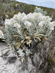 Syncarpha argyropsis