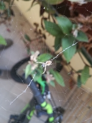 Uloborus walckenaerius