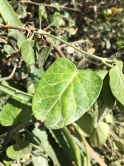 Cynanchum obtusifolium