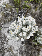 Syncarpha argyropsis