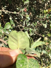 Cynanchum obtusifolium