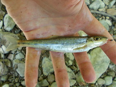 Erimystax dissimilis