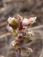 Lachenalia contaminata