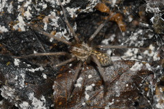 Eratigena