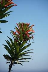 Lobelia excelsa